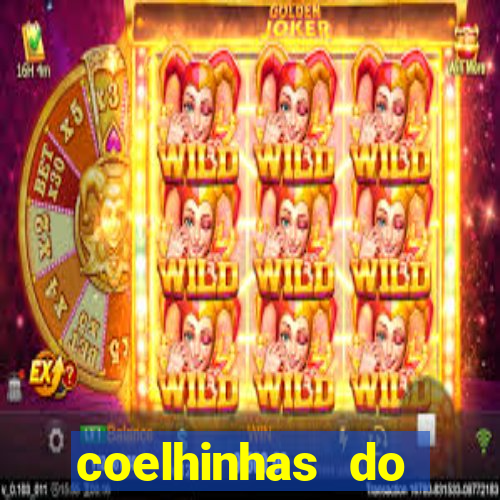 coelhinhas do brasil recife